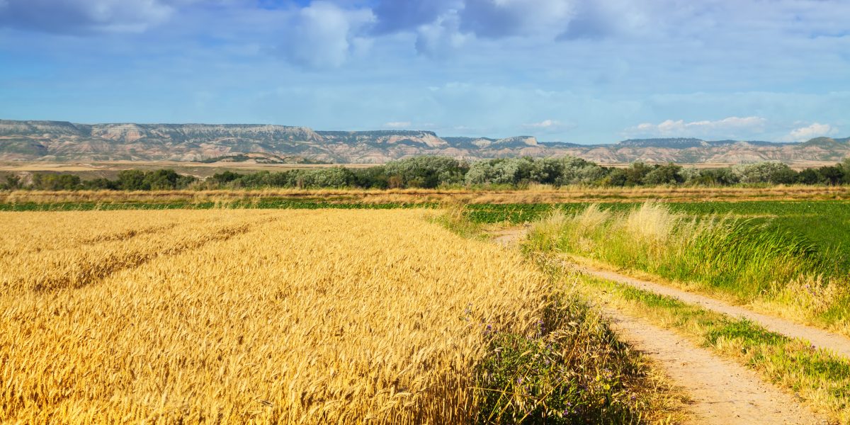 Chemin de terre entre des champs de blé et des prairies, collines au loin