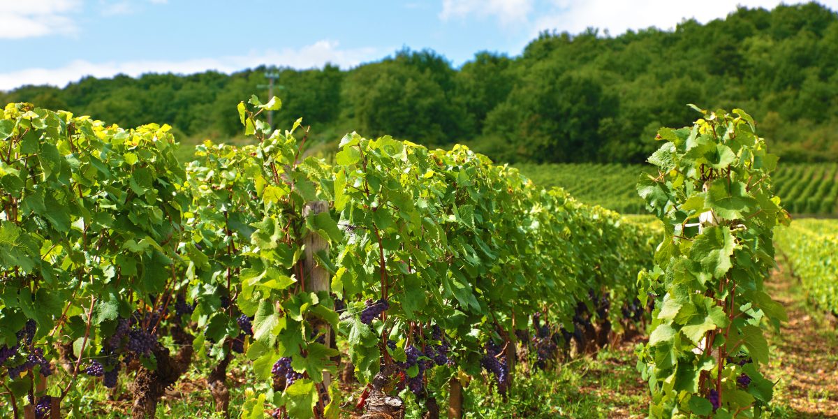 Rangs de vigne verts en coteau, forêt en arrière-plan